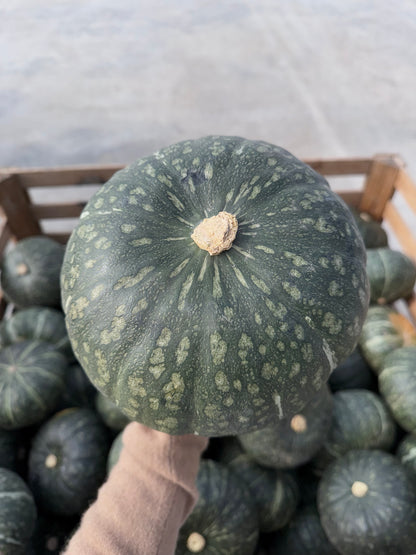 Dulcimax Sud Africa GOLD