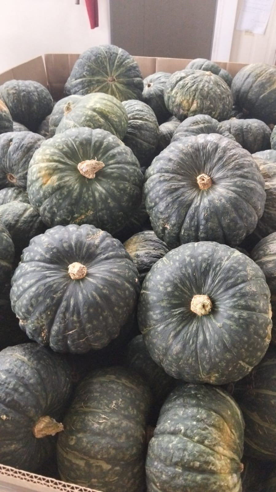 Egizia - la delica del deserto