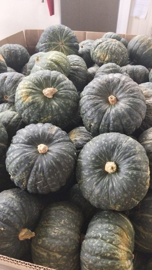 Egizia - la delica del deserto